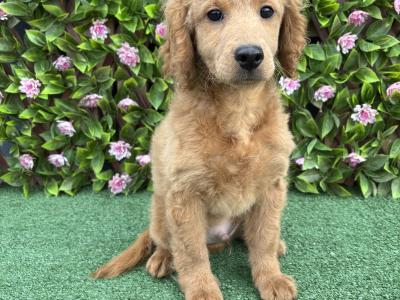 Genuine F1B Miniature Cockapoo puppies in Longford *Trained and health checked*