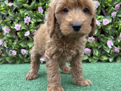 Genuine F1B Miniature Cockapoo puppies in Longford *Trained and health checked*