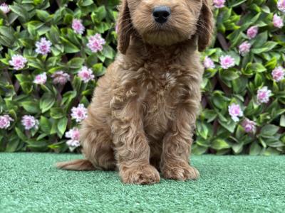 Genuine F1B Miniature Cockapoo puppies in Longford *Trained and health checked*
