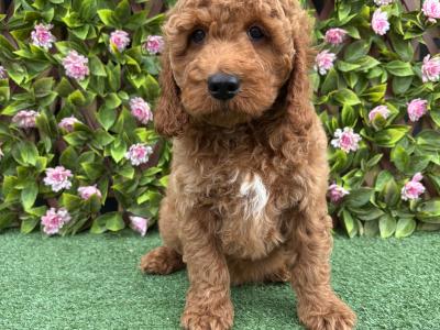 Genuine F1B Miniature Cockapoo puppies in Longford *Trained and health checked*