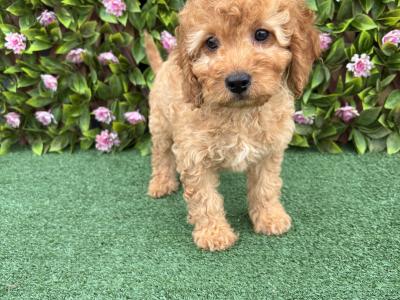 Genuine F1B Miniature Cockapoo puppies in Longford *Trained and health checked*