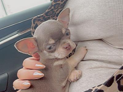 IKC Registered male Chihuahua puppy in Cork