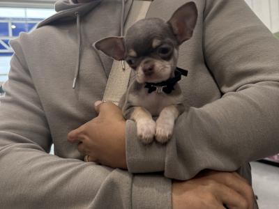 IKC Registered male Chihuahua puppy in Cork