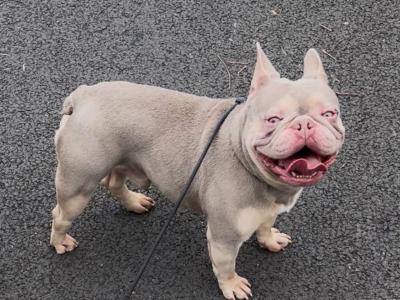 Lilac and Isabella and Tan French Bulldogs