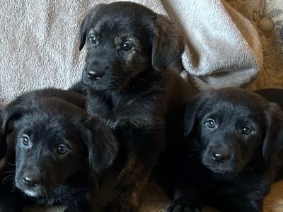 Golden Shepherd (Golden Retriever x German Shepherd) puppies in Laois