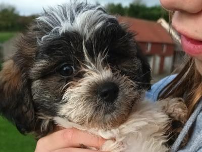 Shih Tzu x Bichon Frise puppies (Shichon) in Wexford