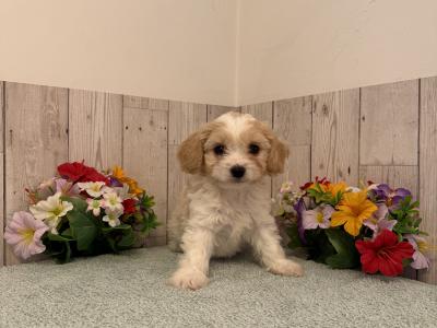 Stunning Cavachon puppies for sale in Limerick