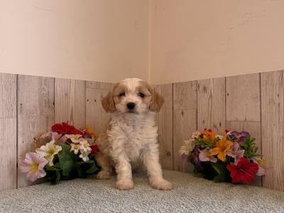 Stunning Cavachon puppies for sale in Limerick