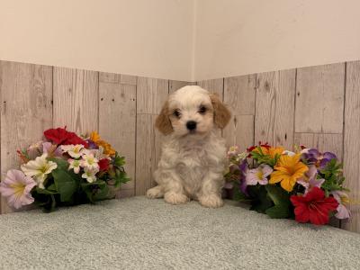 Stunning Cavachon puppies for sale in Limerick