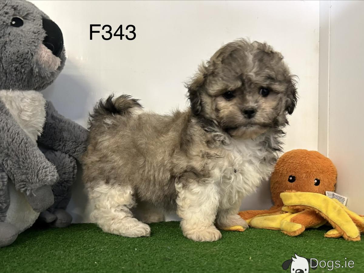 Shih Tzu x Bichon Frise puppies (Shichon) in Cavan