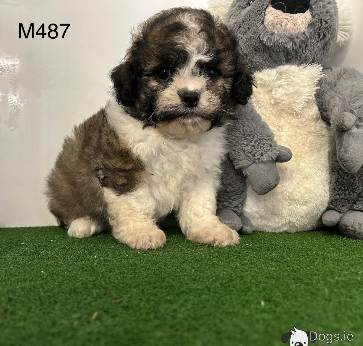 Shih Tzu x Bichon Frise puppies (Shichon) in Cavan