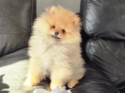 Luxury Teddy Bear Pomeranian boy in Tipperary – Tiny, fluffy & Full of Love 🧸