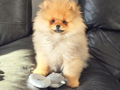 Luxury Teddy Bear Pomeranian boy in Tipperary – Tiny, fluffy & Full of Love 🧸