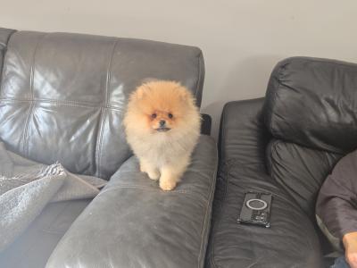 Luxury Teddy Bear Pomeranian boy in Tipperary – Tiny, fluffy & Full of Love 🧸