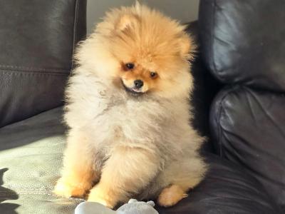 Luxury Teddy Bear Pomeranian boy in Tipperary – Tiny, fluffy & Full of Love 🧸