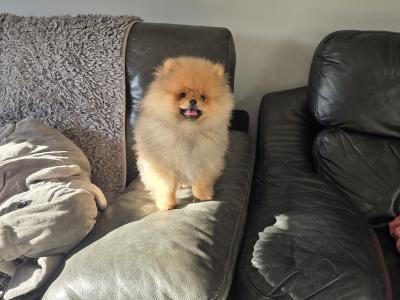 Luxury Teddy Bear Pomeranian boy in Tipperary – Tiny, fluffy & Full of Love 🧸