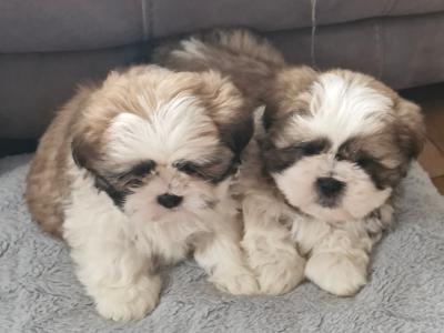 Stunning Shih Tzu puppies in Mayo