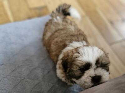 Stunning Shih Tzu puppies in Mayo