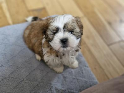Stunning Shih Tzu puppies in Mayo