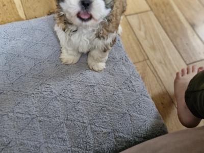 Stunning Shih Tzu puppies in Mayo
