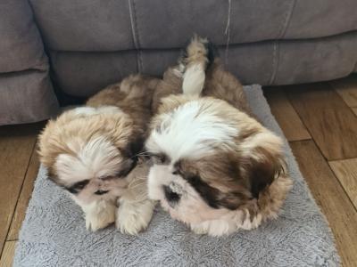 Stunning Shih Tzu puppies in Mayo