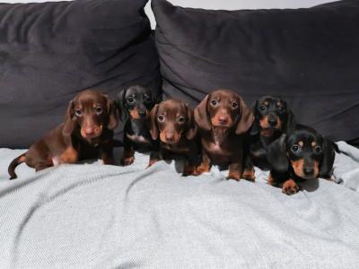 IKC Registered(pending) Miniature Smooth Haired Dachshund puppies for sale