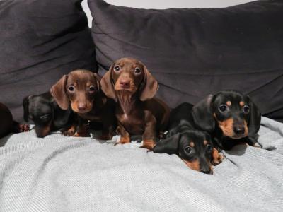 IKC Registered(pending) Miniature Smooth Haired Dachshund puppies for sale