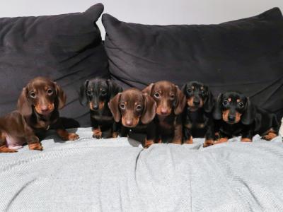 IKC Registered(pending) Miniature Smooth Haired Dachshund puppies for sale