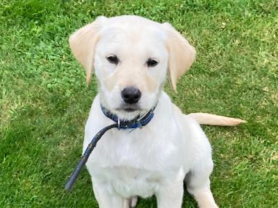 Golden Retriever puppies in Tipperary