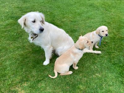 Golden Retriever puppies in Tipperary