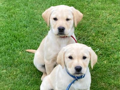 Golden Retriever puppies in Tipperary