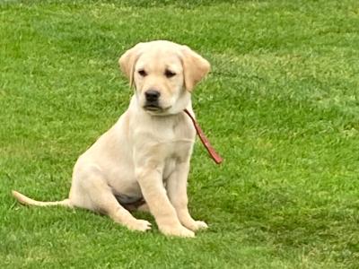 Golden Retriever puppies in Tipperary