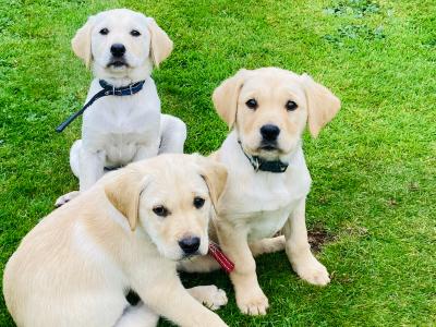 Golden Retriever puppies in Tipperary