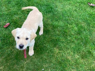 Golden Retriever puppies in Tipperary