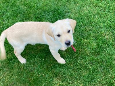 Golden Retriever puppies in Tipperary