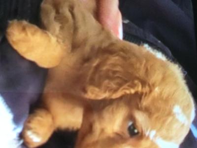 Cavapoo puppies in Limerick