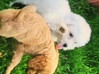 Cavapoo puppies in Limerick