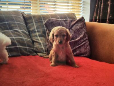 Cavapoo puppies in Limerick