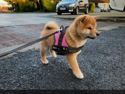 Fox is a purebred male Japanese Red Shiba Inu puppy in Wexford