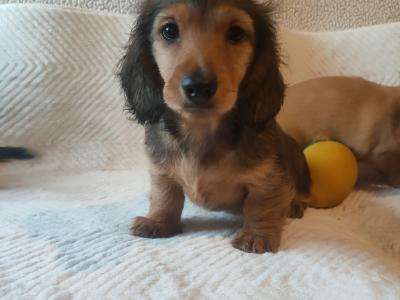 Long Hair miniature Dachshund puppies in Tyrone