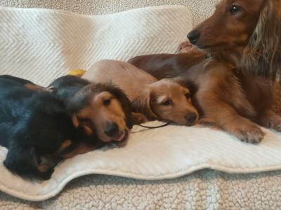 Long Hair miniature Dachshund puppies in Tyrone