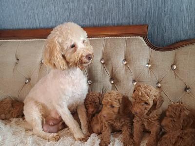 Miniature Poodle puppies in Tyrone