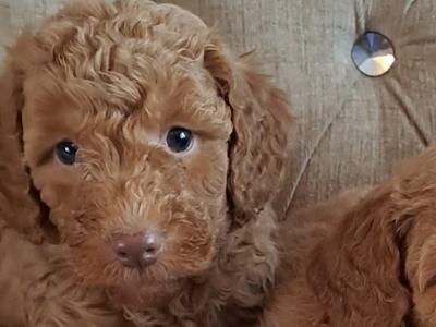 Miniature Poodle puppies in Tyrone
