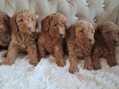 Miniature Poodle puppies in Tyrone