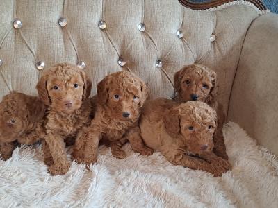 Miniature Poodle puppies in Tyrone