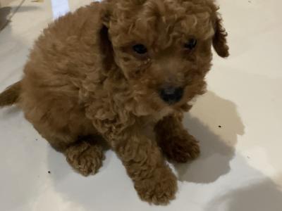 Red Toy Poodle puppies in Cavan