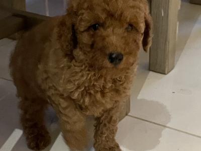 Red Toy Poodle puppies in Cavan