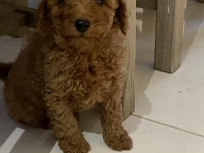 Red Toy Poodle puppies in Cavan