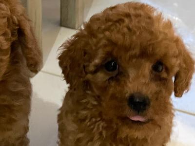 Red Toy Poodle puppies in Cavan