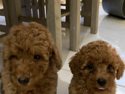 Red Toy Poodle puppies in Cavan